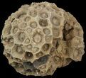 Fossil Coral (Lithostrotionella) Head - Iowa #45062-1